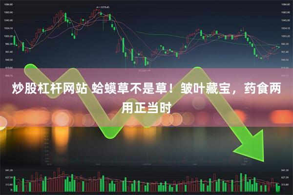 炒股杠杆网站 蛤蟆草不是草！皱叶藏宝，药食两用正当时
